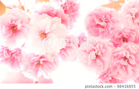八重崎櫻花留言卡花紋壽母親節婚禮 98416855