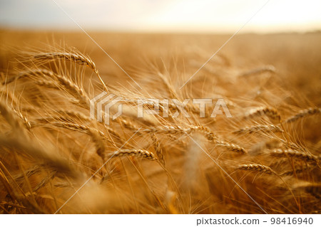 Amazing agriculture sunset landscape.Growth nature harvest. Wheat field natural product. 98416940