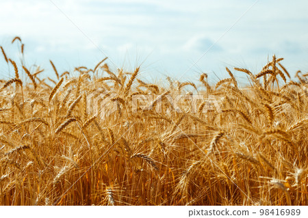 Backdrop of ripening ears of yellow wheat field on the sunset orange sky background. Idea of a rich harvest. 98416989