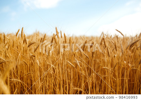 Backdrop of ripening ears of yellow wheat field on the sunset orange sky background. Idea of a rich harvest. Backdrop of ripening ears of yellow wheat field on the sunset orange sky background. Idea of a rich harvest. 98416993