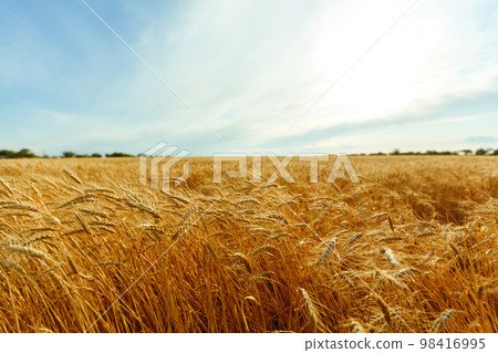 Backdrop of ripening ears of yellow wheat field on the sunset orange sky background. Idea of a rich harvest. Backdrop of ripening ears of yellow wheat field on the sunset orange sky background. Idea of a rich harvest. 98416995