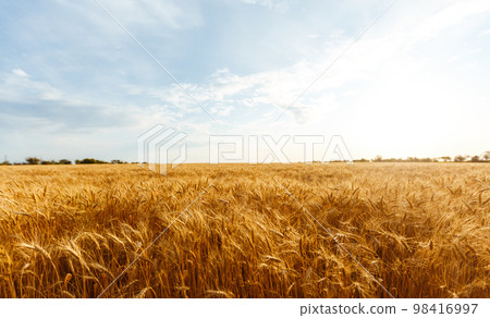 Backdrop of ripening ears of yellow wheat field on the sunset orange sky background. Idea of a rich harvest. Backdrop of ripening ears of yellow wheat field on the sunset orange sky background. Idea of a rich harvest. 98416997