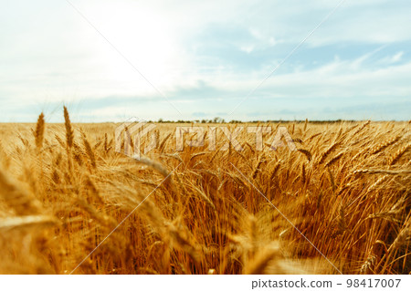 Amazing agriculture sunset landscape.Growth nature harvest. Wheat field natural product. 98417007