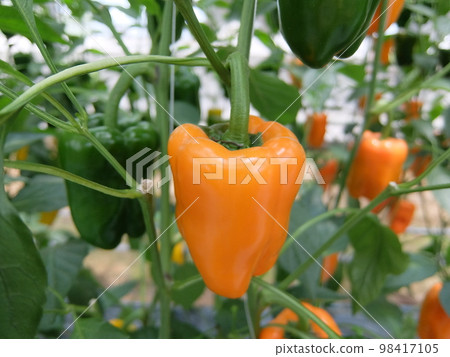 1 colored pepper 1 colored pepper 98417105