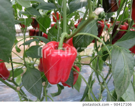2 colored peppers 2 colored peppers 98417106