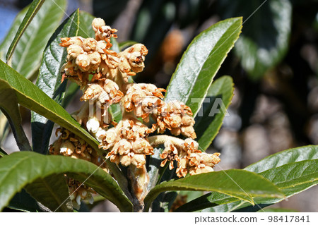 枇杷含苞待放 98417841