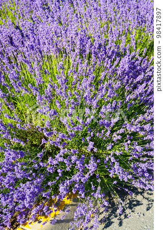 Bright lilac decorative flowers growing on a street 98417897