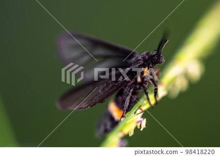 Grass Moths on the grass flower Grass Moths on the grass flower 98418220