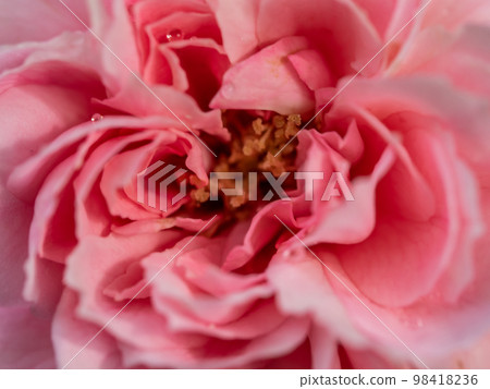 Delicate Princess Meiko rose pollens and petals as nature background 98418236