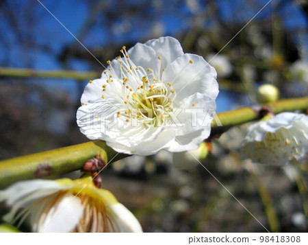 Plum blossom Plum blossom 98418308