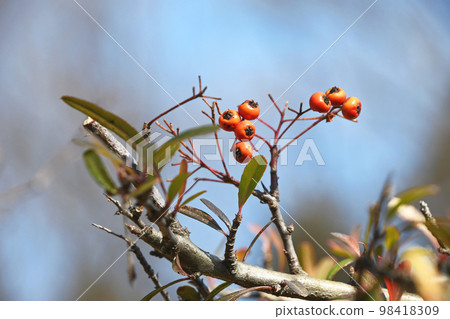 Pyracantha berries that are almost gone in January Pyracantha berries that are almost gone in January 98418309