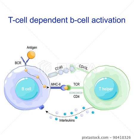 T helper and b-cell. Receptors on surface of white blood cells. 98418326