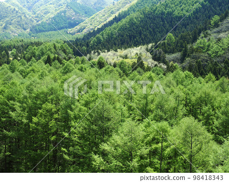The fresh green larch forest and the thick green trees of the mountains are beautiful like a patchwork. 98418343