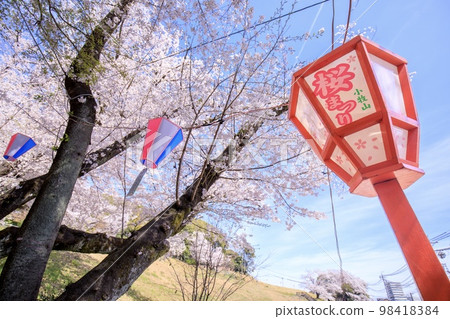 Komaki City Komakiyama Historical Park's Cherry Blossoms and Paper Lanterns 98418384