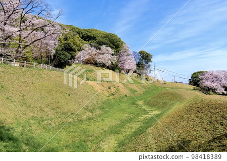 Komaki City Earthworks and cherry blossoms in full bloom at Komakiyama Historical Park 98418389