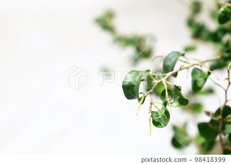 Interior green/white background Interior green/white background 98418399