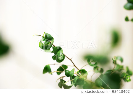 Interior green/white background Interior green/white background 98418402