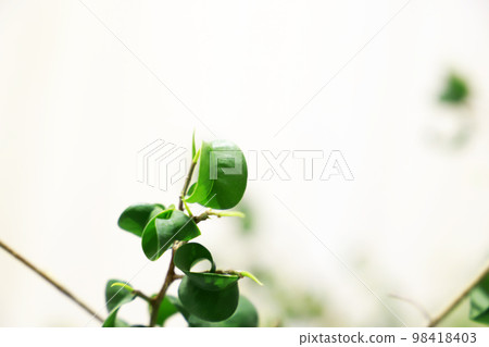Interior green/white background Interior green/white background 98418403