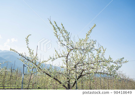 White blossoming plum tree 98418649