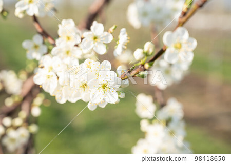 白梅花 白梅花 98418650