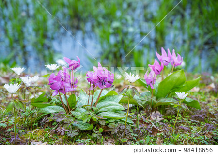 狗牙紫羅蘭花開在水邊 狗牙紫羅蘭花開在水邊 98418656