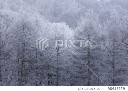 trees covered with frost 98418659