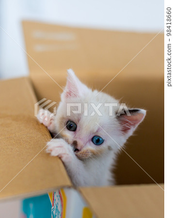 Kitten 4 weeks old Protected cat Kitten 4 weeks old Protected cat 98418660