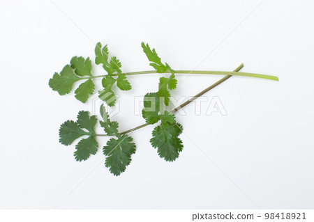 新鮮採摘的香菜 98418921