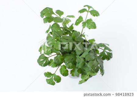 freshly picked cilantro 98418923