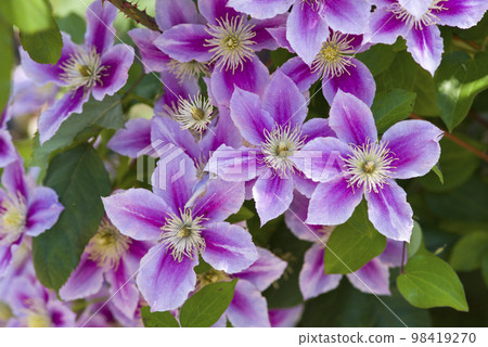 Blooming purple clematis flowers. The cultivar name is Peel. Blooming purple clematis flowers. The cultivar name is Peel. 98419270