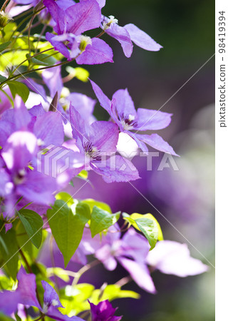 盛開的粉紅色鐵線蓮花。品種名稱是瑪格麗特手。 98419394