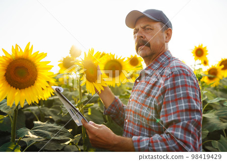 Farmer standing in sunflower field, looking at sunflower seeds. Harvesting, organic farming concept Farmer standing in sunflower field, looking at sunflower seeds. Harvesting, organic farming concept 98419429