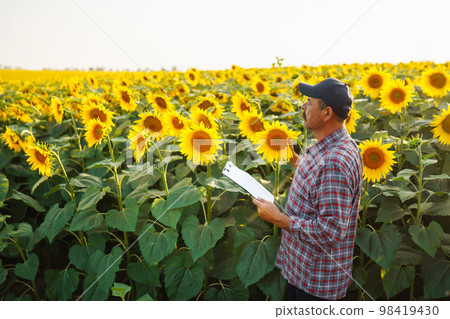 Farmer standing in sunflower field, looking at sunflower seeds. Harvesting, organic farming concept Farmer standing in sunflower field, looking at sunflower seeds. Harvesting, organic farming concept 98419430