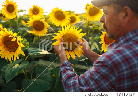 Farmer in the sunflower field. Farmer's hand touches blooming sunflower. Business, harvesting. 98419437
