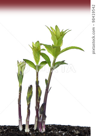 War and Peace image (fix photo) 98419542