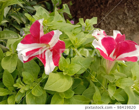 pink colored Surfinia flower on tree in farm for harvest pink colored Surfinia flower on tree in farm for harvest 98419820