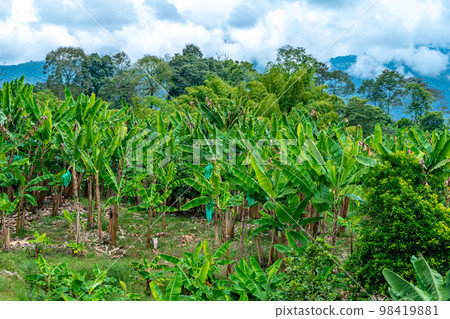 banana plantation on a farm in nature banana plantation on a farm in nature 98419881