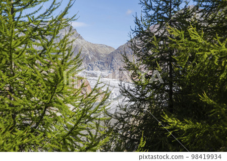 Great Aletsch glacier seen from Aletschwald with larch trees 98419934