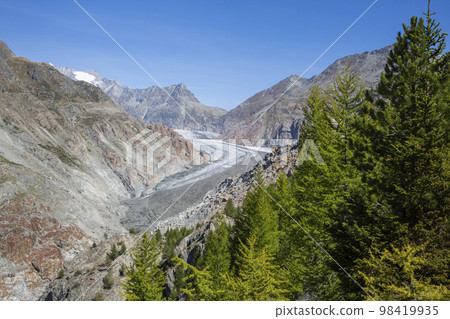 Great Aletsch glacier seen from Aletschwald with larch trees Great Aletsch glacier seen from Aletschwald with larch trees 98419935