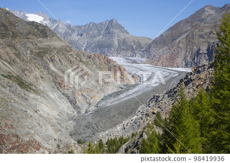 Great Aletsch glacier seen from Aletschwald with larch trees 98419936