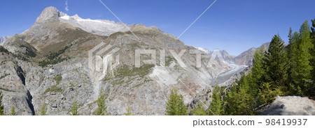 Great Aletsch glacier seen from Aletschwald with larch trees Great Aletsch glacier seen from Aletschwald with larch trees 98419937