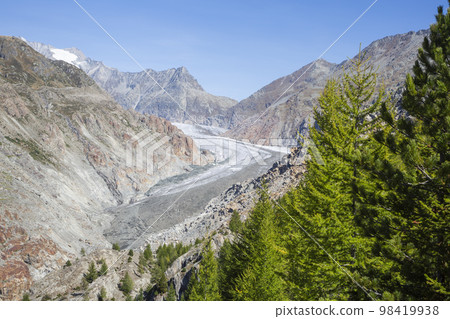 Great Aletsch glacier seen from Aletschwald with larch trees Great Aletsch glacier seen from Aletschwald with larch trees 98419938