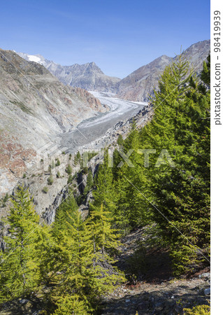 Great Aletsch glacier seen from Aletschwald with larch trees Great Aletsch glacier seen from Aletschwald with larch trees 98419939