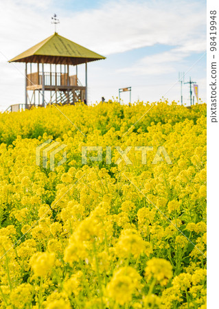 愛知牧場，油菜盛開<愛知縣日進市> 98419948