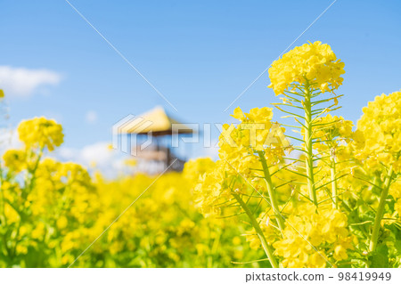 愛知牧場，油菜盛開<愛知縣日進市> 98419949