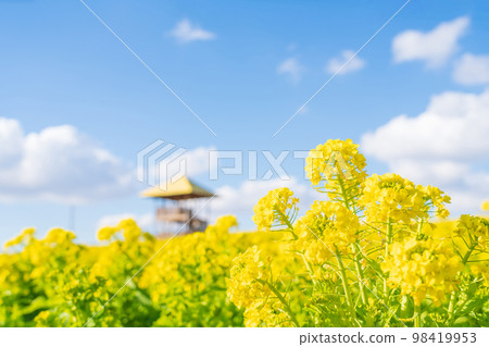 愛知牧場，油菜盛開<愛知縣日進市> 98419953