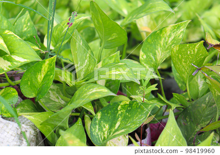 green colored epipremnum aureum tree stock on farm for harvest 98419960