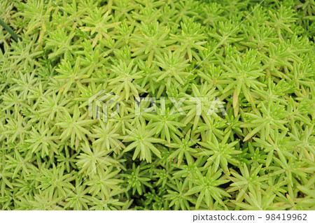 green colored sedum lineare tree stock on farm for harvest 98419962