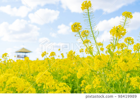 愛知牧場，油菜盛開<愛知縣日進市> 98419989