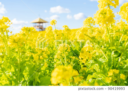 愛知牧場，油菜盛開<愛知縣日進市> 98419993